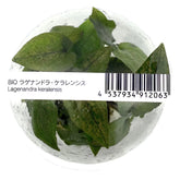 ADA 蛋葉芭蕉草 Lagenendra Keralensis IC215